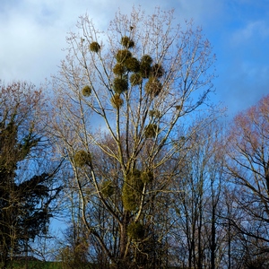 Arbre couvert de buis parasite - Belgique  - collection de photos clin d'oeil, catégorie plantes